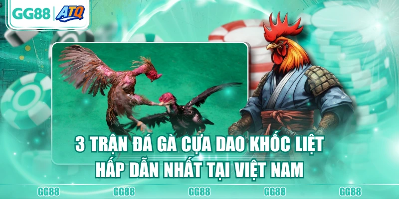 Đá gà cựa dao