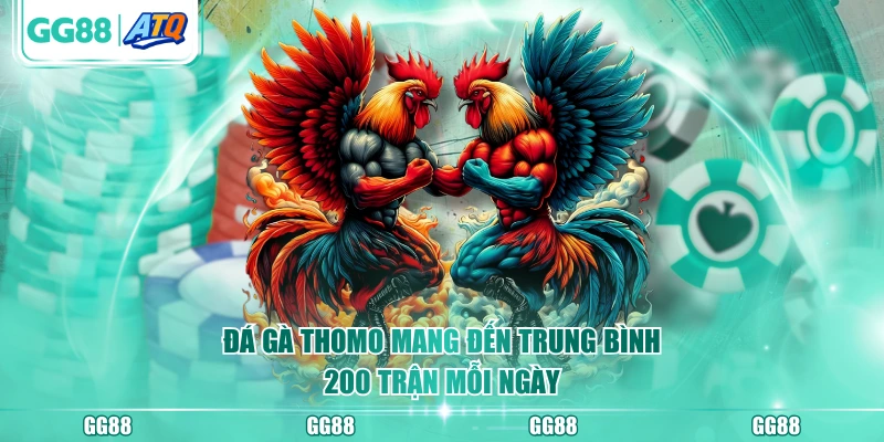 Đá gà Thomo mang đến trung bình 200 trận mỗi ngày